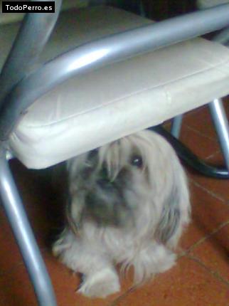 Foto del perro Tobi