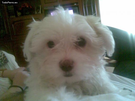 Foto del perro Ikki