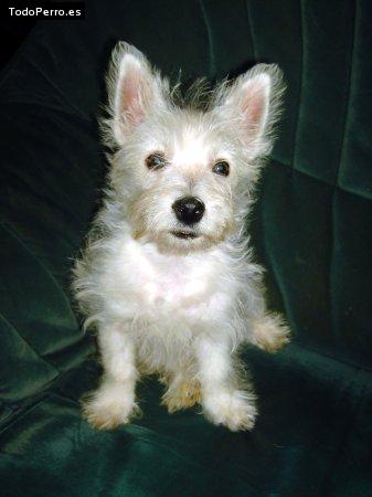 Foto del perro Indi