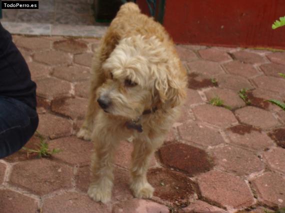 Foto del perro Sebastian