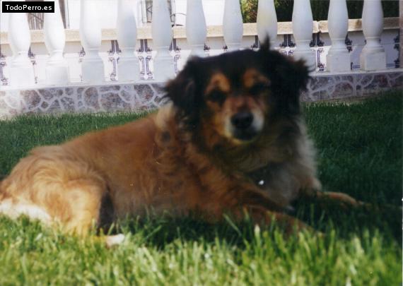 Foto del perro Rufo