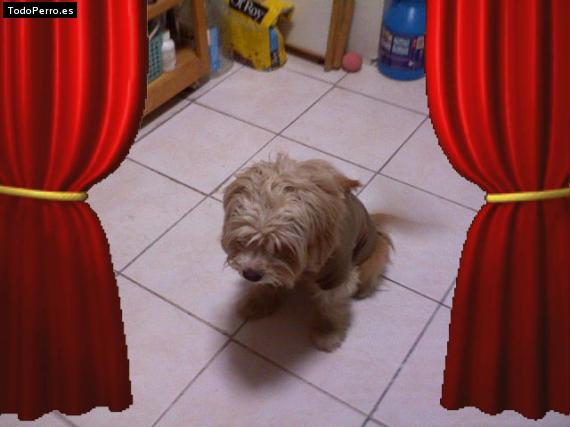 Foto del perro Scrapy