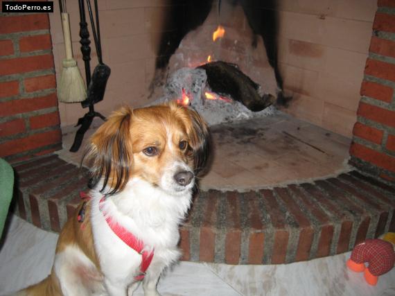 Foto del perro Chispo