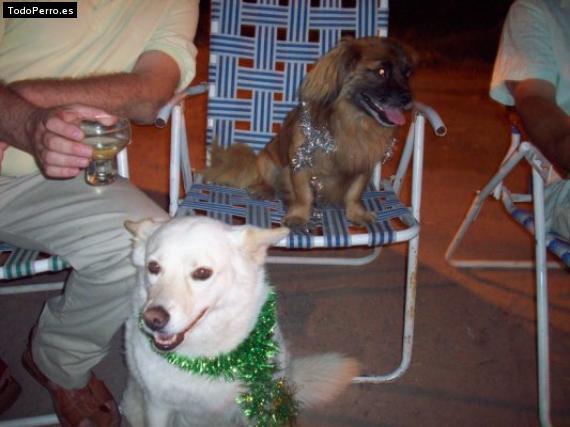 Foto del perro Clota