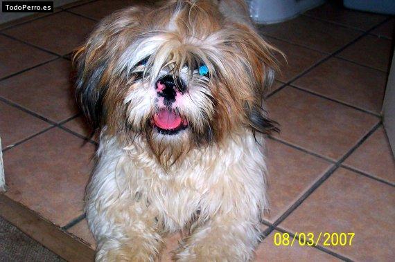 Foto del perro Tao