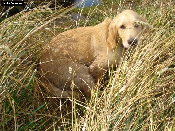 Foto del perro Anakin