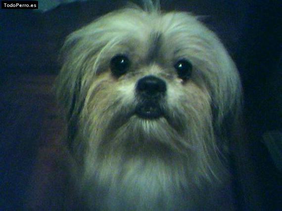Foto del perro Toto
