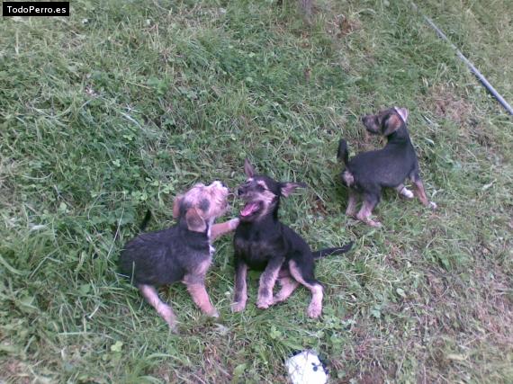 Foto del perro Chico, groucho y harpo