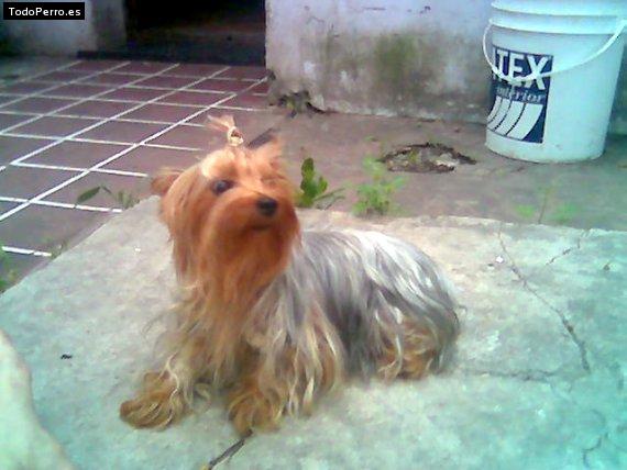 Foto del perro Galo