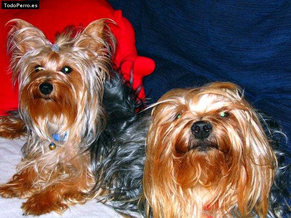 Foto del perro Miko y puka