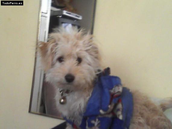 Foto del perro Timon