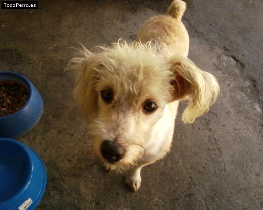 Foto del perro Snoopy