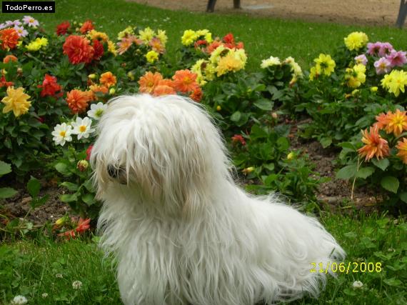 Foto del perro Candela