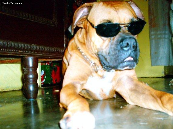 Foto del perro Betty