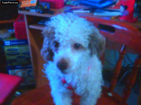 Foto del perro Tobi
