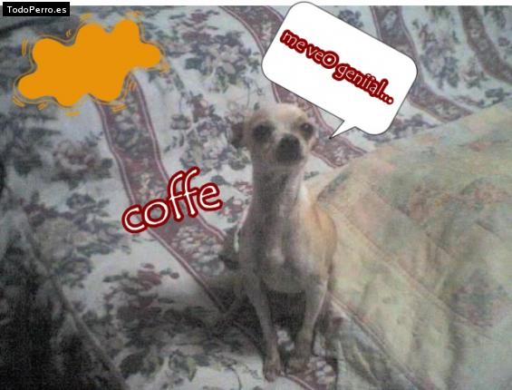 Foto del perro Coffe