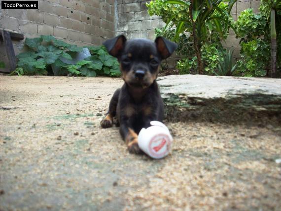 Foto del perro Candy