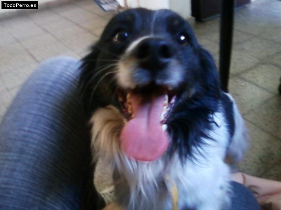 Foto del perro Theo