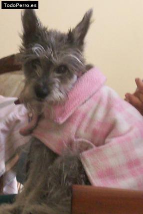 Foto del perro Amy