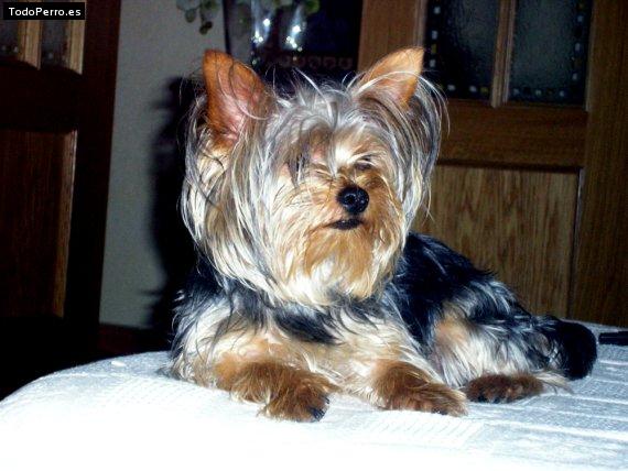 Foto del perro Boster