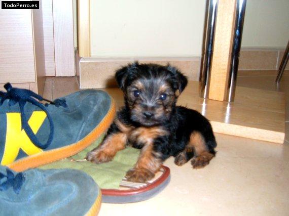 Foto del perro Magy