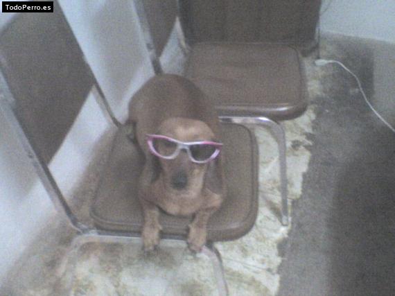 Foto del perro Chispa
