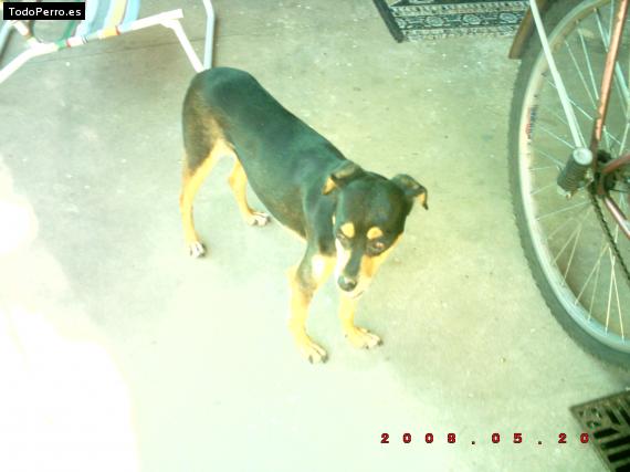 Foto del perro Catalina