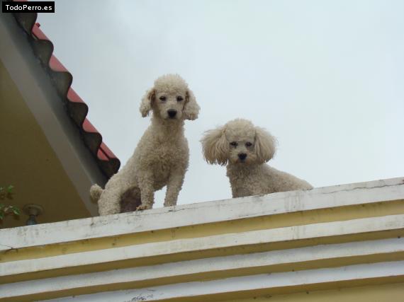 Foto del perro Violeta