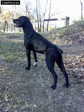 Foto del perro Thor