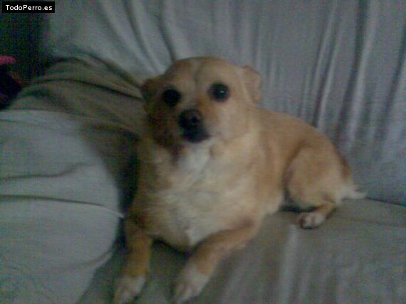 Foto del perro Susa