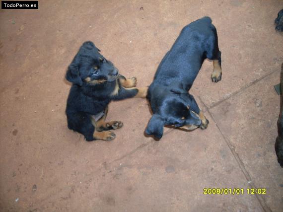 Foto del perro Tayzon y pito
