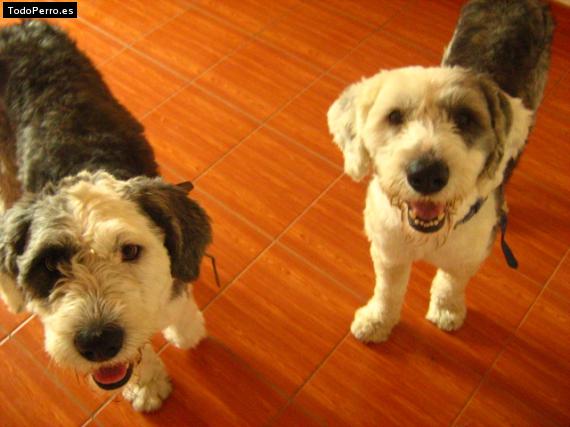 Foto del perro Pelusso y deborador