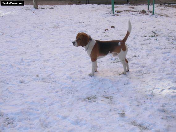 Foto del perro Tico