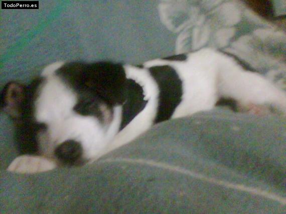Foto del perro Thyson
