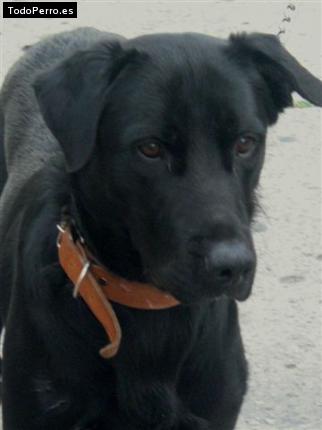 La foto del perro Renzo Foto del perro Renzo