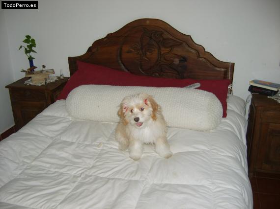 Foto del perro Holly