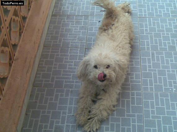 Foto del perro Snoopi