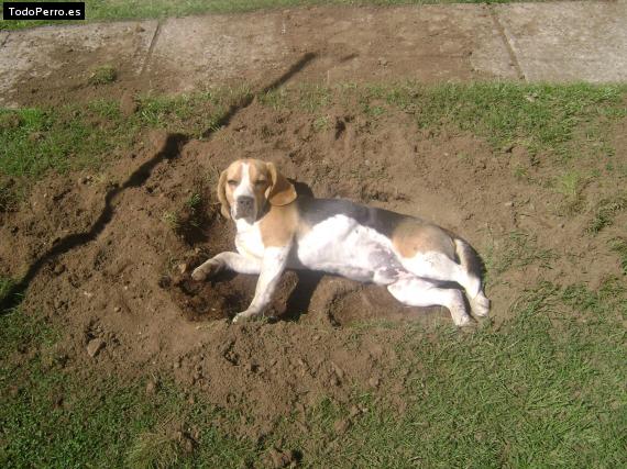 Foto del perro Lucas