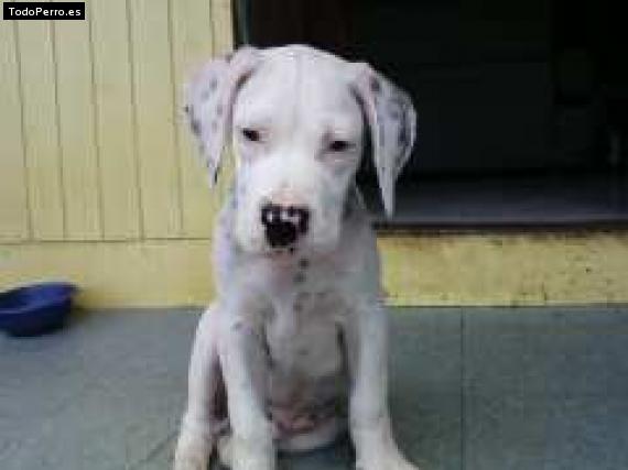 Foto del perro Sanson