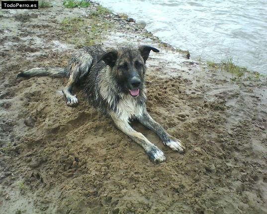 Foto del perro Chula