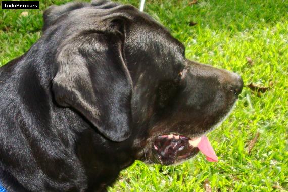 Foto del perro Blacky