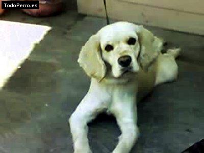 Foto del perro Micky
