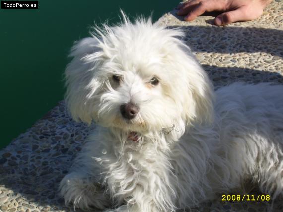 Foto del perro Chester