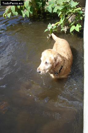 Foto del perro Cacho