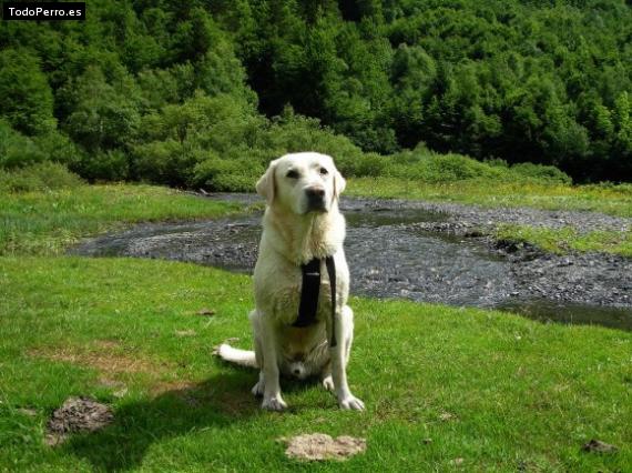 Foto del perro Merlin