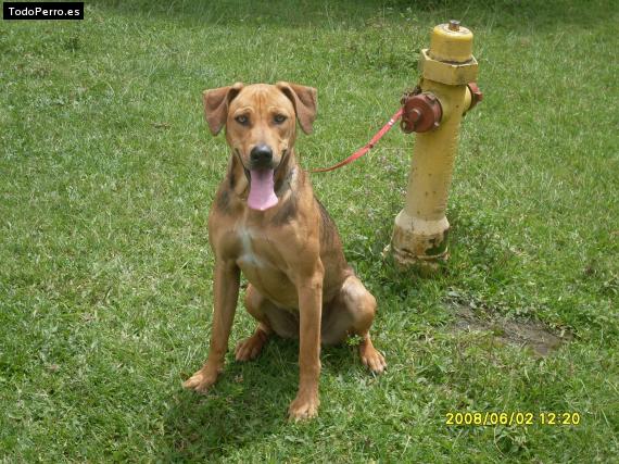 Foto del perro Luna