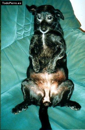 Foto del perro Mora