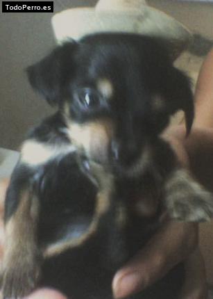 Foto del perro Tato