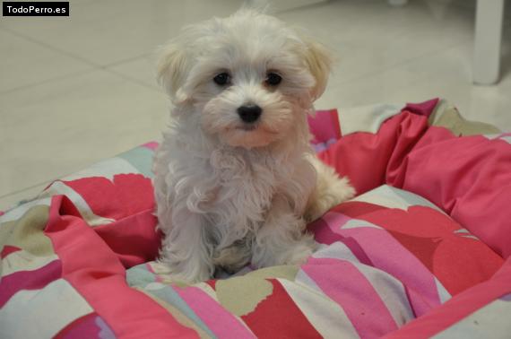 Foto del perro Txuri