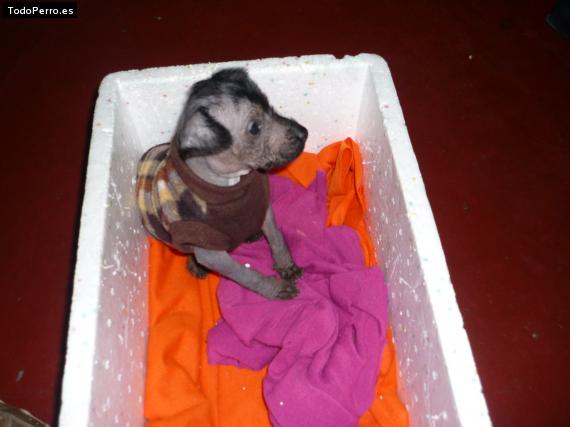 La foto del perro Ramon Foto del perro Ramon